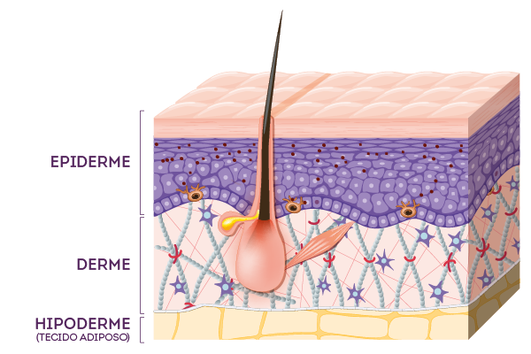 Como funciona a pele: camadas da pele