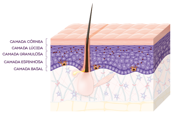 A pele: as cinco camadas da epiderme