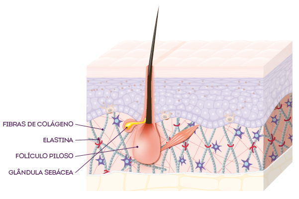 Como funciona a pele: corte de pele com o destaque na derme, apontando as fibras de colágeno, elastina, folículo piloso e glândula sebácea